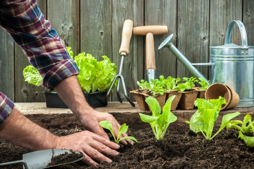 A person planting young leafy green vegetables, such as lettuce or romaine, into freshly turned soil in a garden bed, with gardening tools like a small hand trowel, seed trays, watering can, and gardening gloves visible on a rustic wooden garden table in front of a wooden fence. The garden area features a combination of exposed soil, surrounded by existing plants and seedlings, with a focus on vegetable cultivation within a well-maintained outdoor garden space that could be part of a residential garden in Hendon. The scene is set in natural daylight, showcasing a serene and productive gardening environment typical of horticultural services offered by Lawn Mowing Hendon, emphasizing soil preparation, planting, and garden maintenance activities.