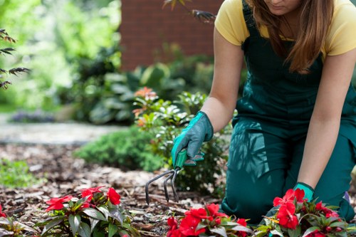 Seasonal hedge trimming in Hendon gardens