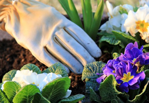 Selection of native plants ideal for Hendon's climate and soil