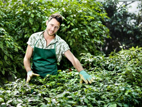 Comprehensive lawn care services including trimming and fertilization